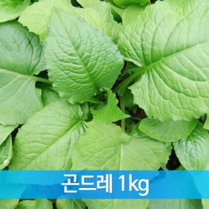 농업회사법인(주)들애초,생나물 곤드레 1kg,2kg,5kg/예약판매 4월 말 출하,순차배송 예정